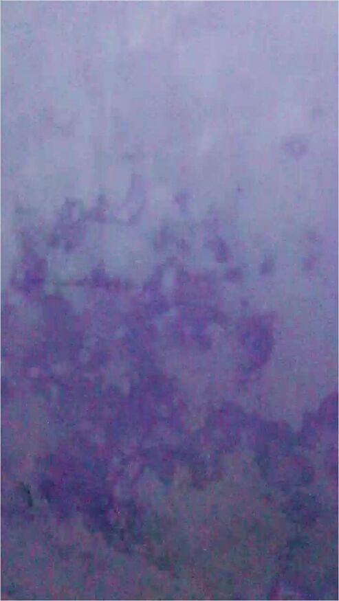 Bokep Jilbab - Sieneng Ukhti Binal